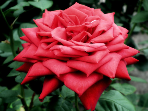 1073436 (a): :2592x1944